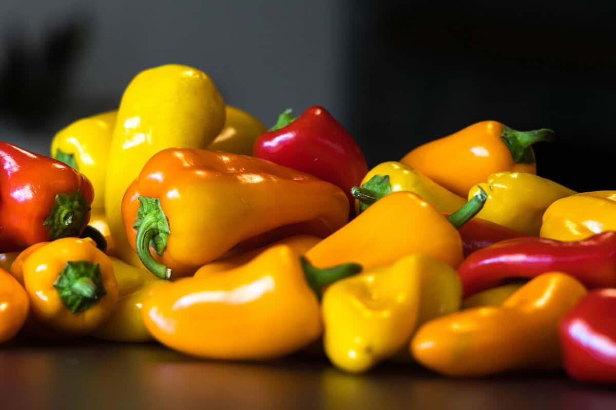 How Bell Peppers Grow in California Baloian Farms mini bell peppers