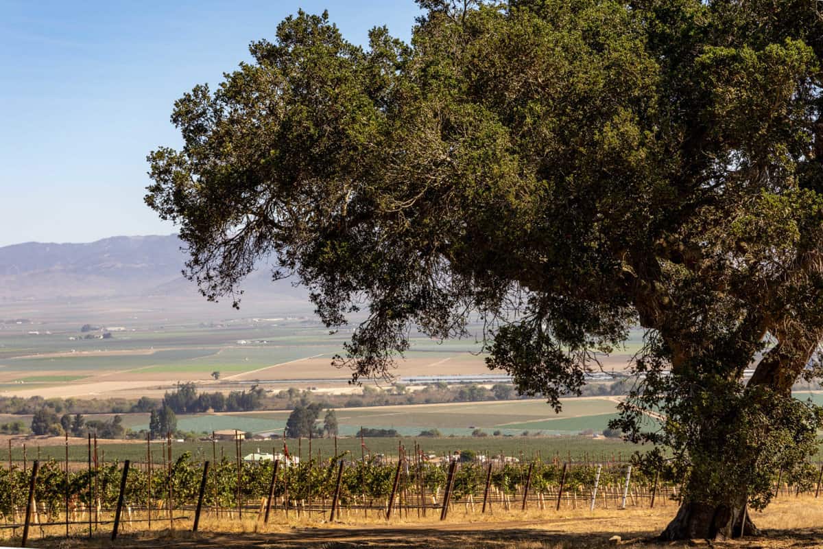 Sleepy Hollow Vineyard, owned by Talbott Vineyards, in the Santa Lucia Highlands