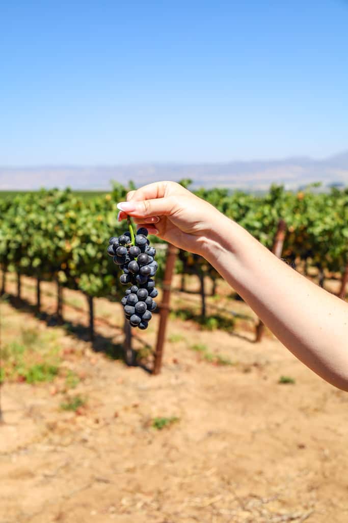 Pinot Noir winegrapes at Panorama Vineyard