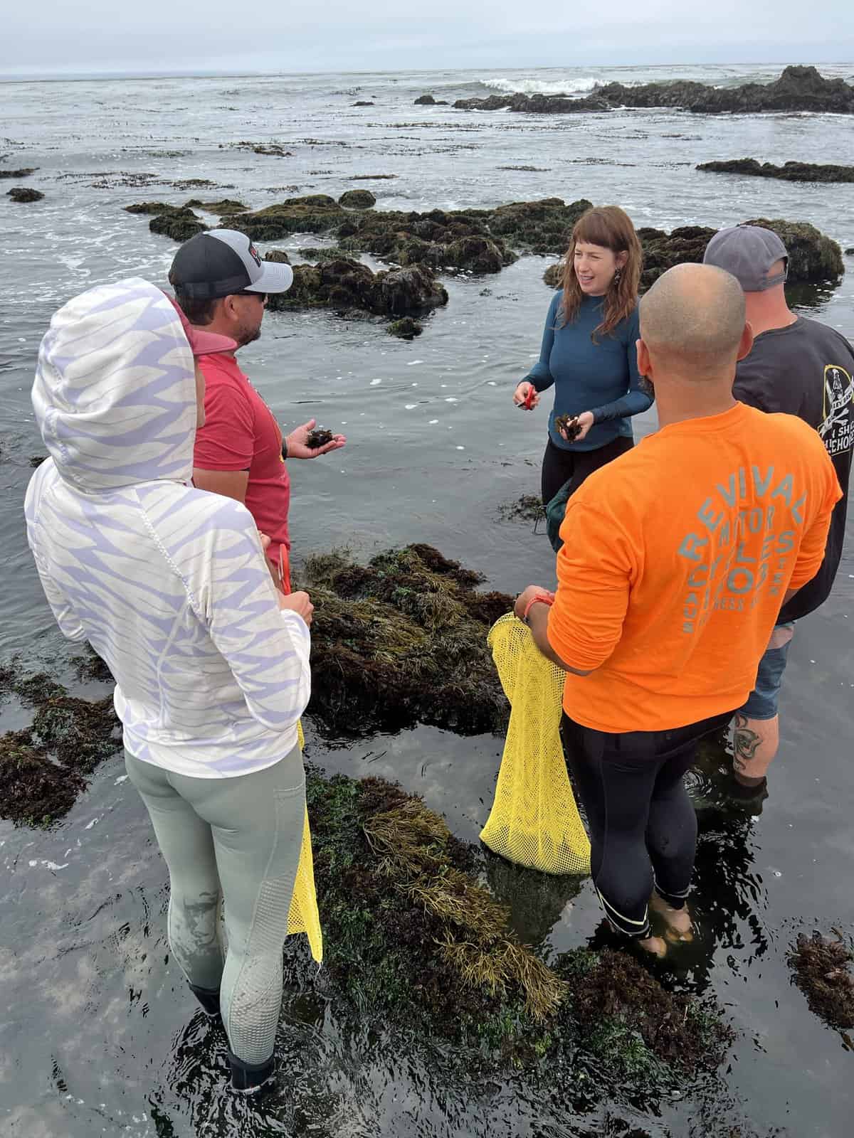 Harvesting seaweed adventure with kelpful