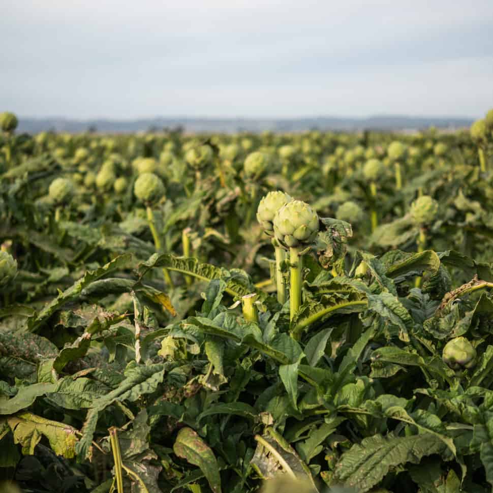 Artichokes California's State Vegetable