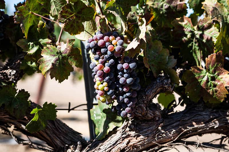 Grapes in the Vina Robles vineyard,