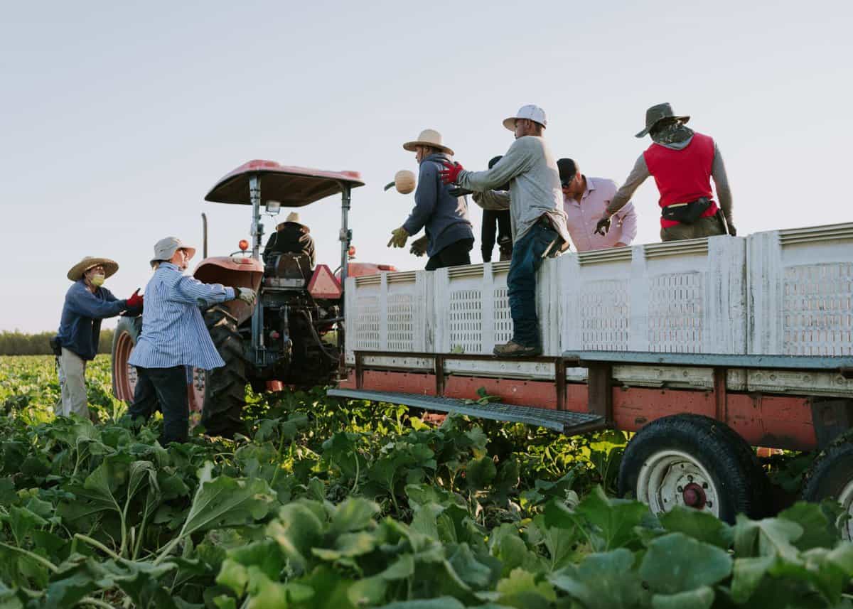 Skilled workers at pumpkin harvest in Manteca, CA