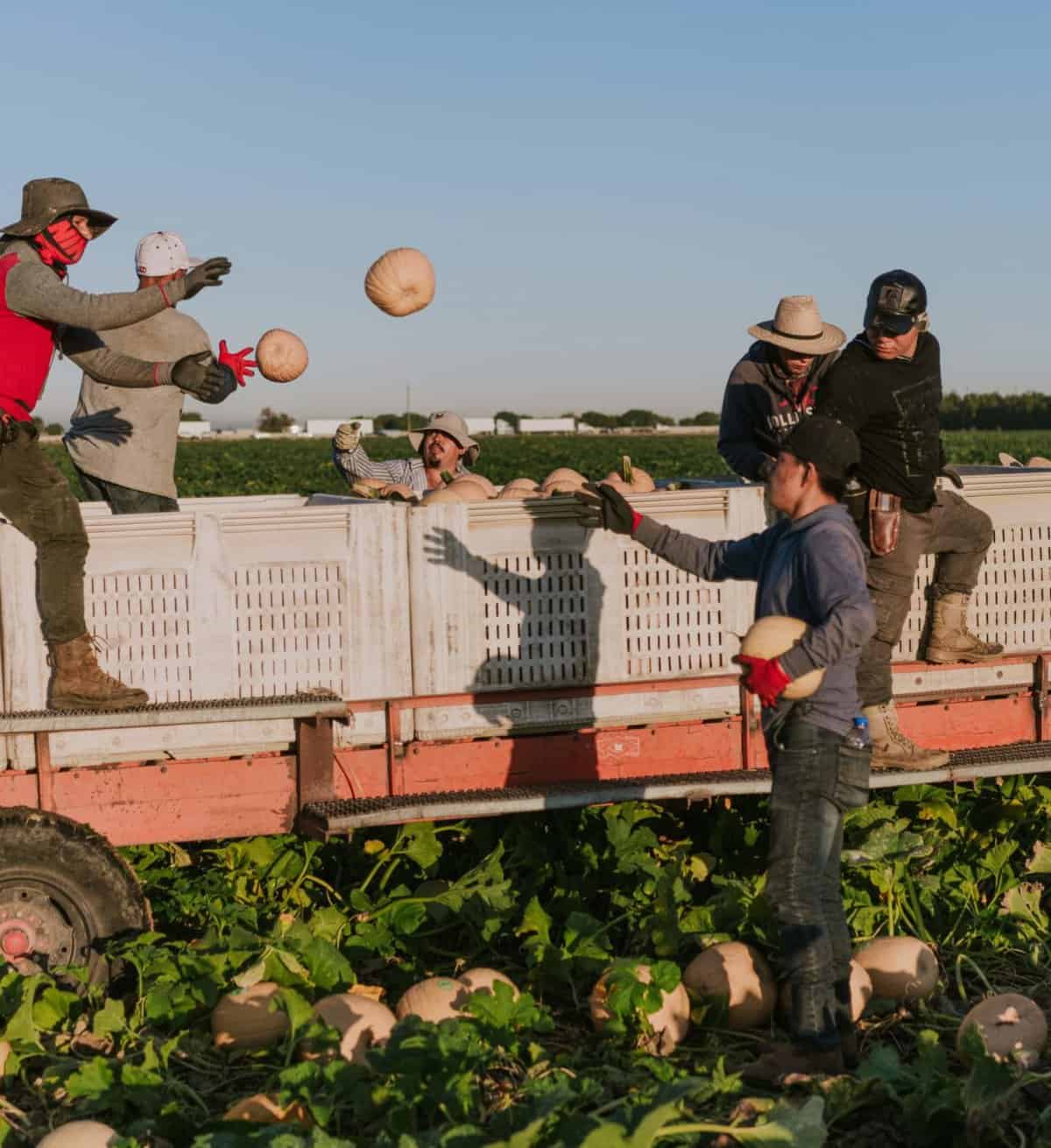 Harvest at Van Gronigan and Sons