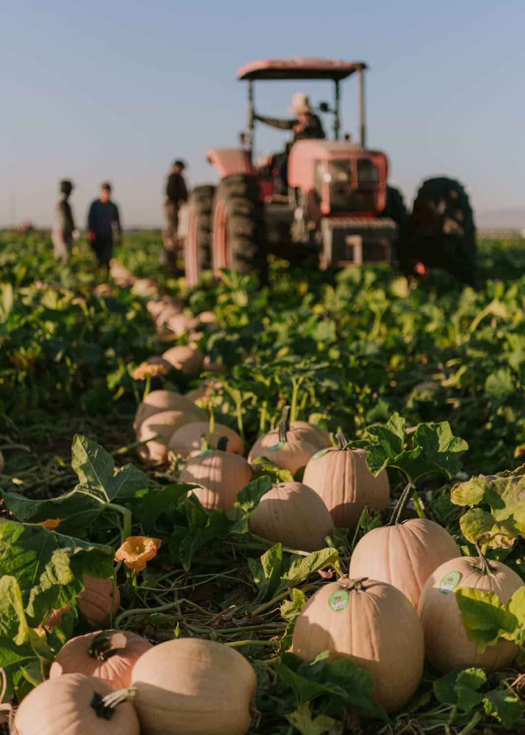 Pumpkin harvest with the Van Gronigan and Sons team and a tractor