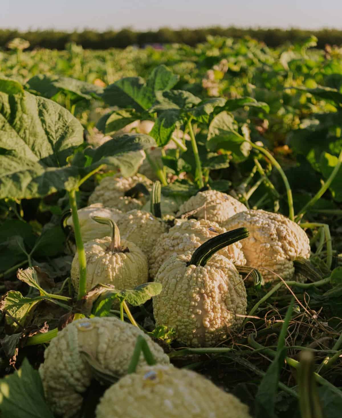 pumpkins at van gronigan and sons ready to be harvested