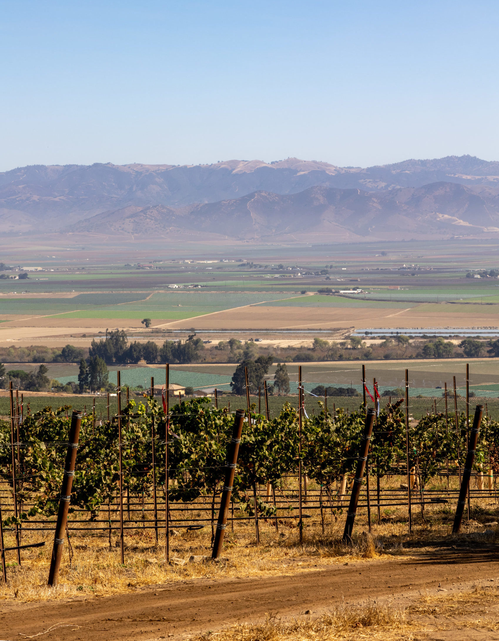 Sleepy Hollow Vineyard in Monterey County