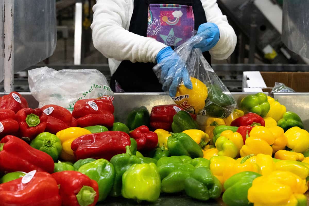 Baloian Bell Peppers are packed and ready to be shipped to your local grocer!