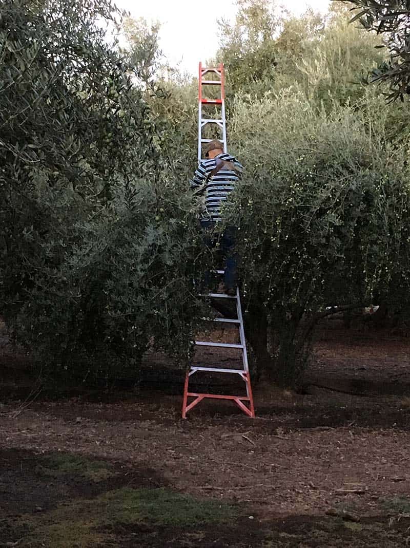 A harvester on a ladder hand harvesting California ripe olives.