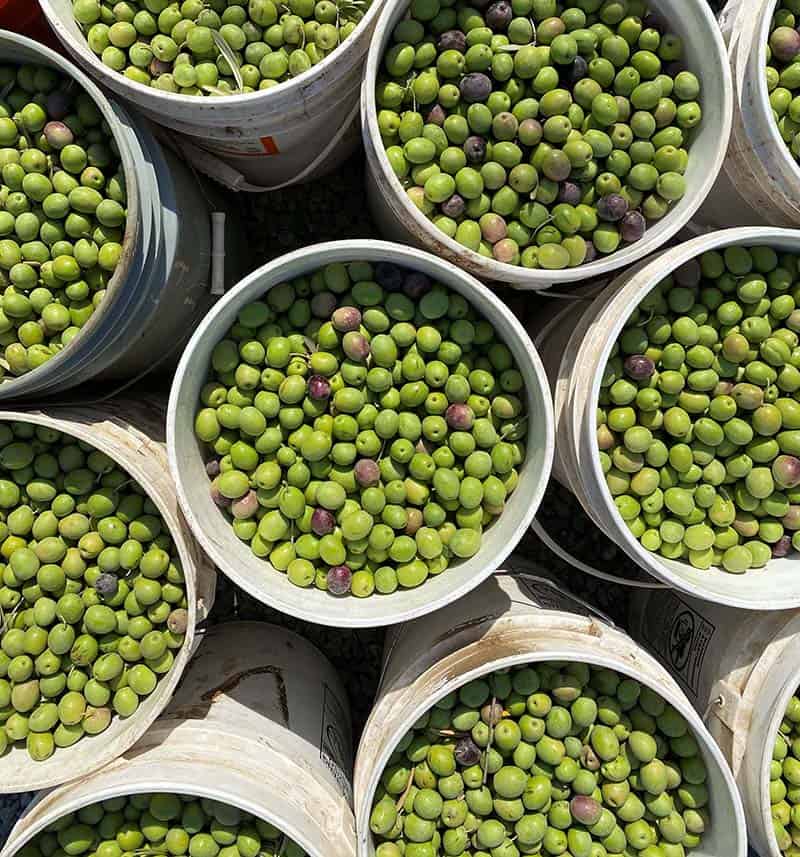 Buckets of green California Ripe Olives.