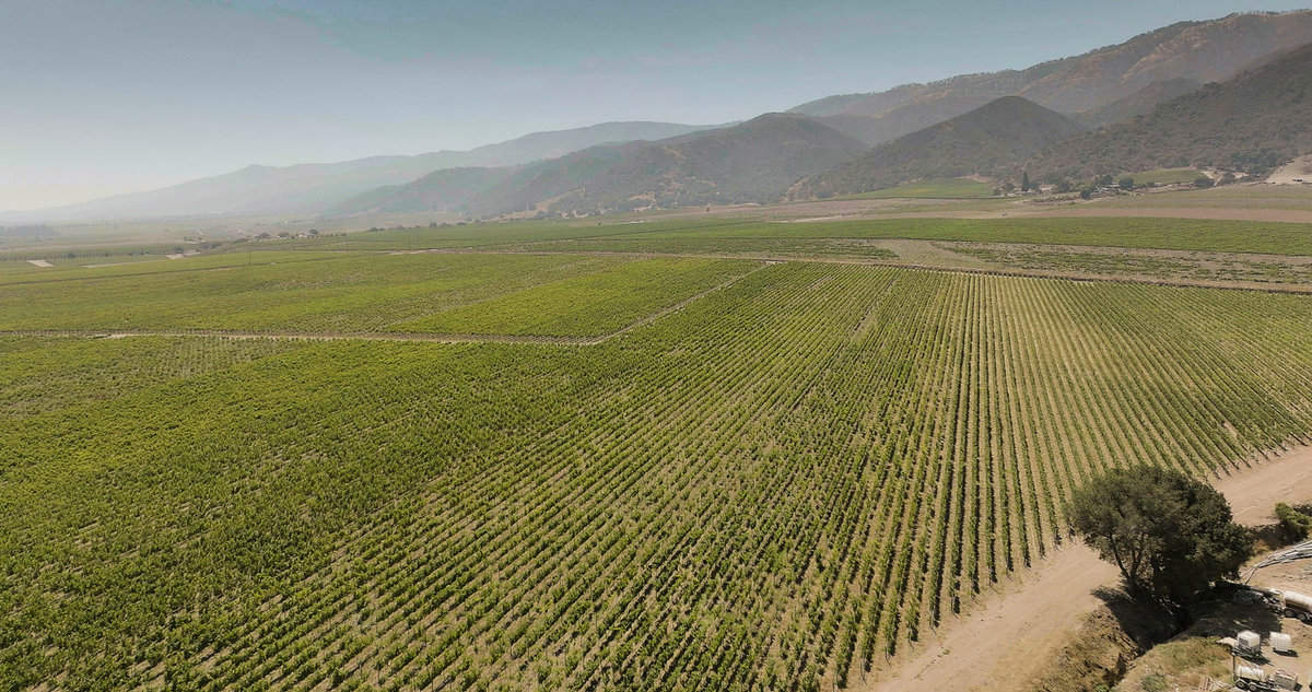 Talbott Vineyard's iconic Sleepy Hollow Vineyard. Many of the older vines have had to be replanted.