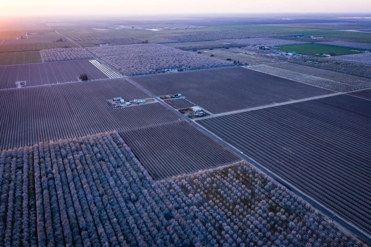 aerial view of Fowler packing almonds