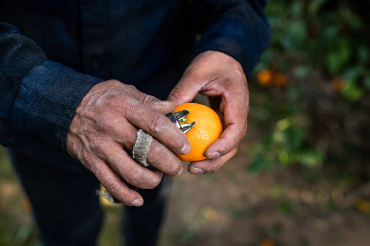 Fowler Packing man holding a mandarin orange