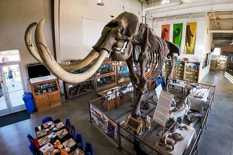 A mammoth fossil at Madera Fossil Discovery Center