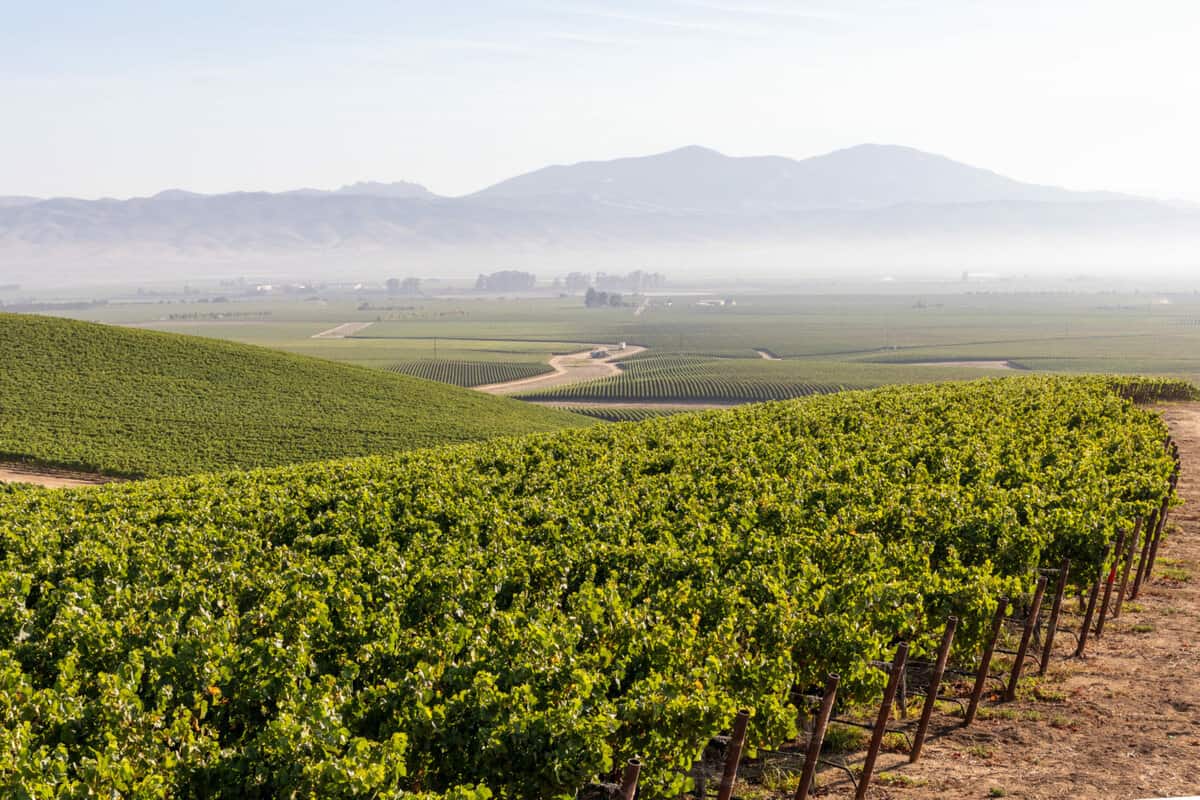 Panorama Vineyard in Monterey County
