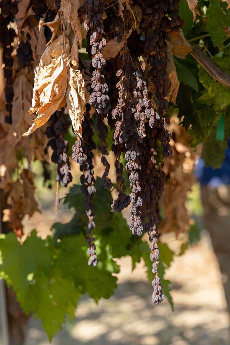 How Dried On The Vine Raisins Are Grown And Harvested