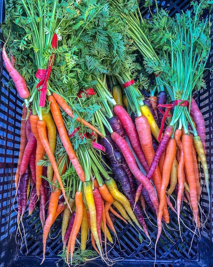 rainbow carrots | Aliza Sokolow