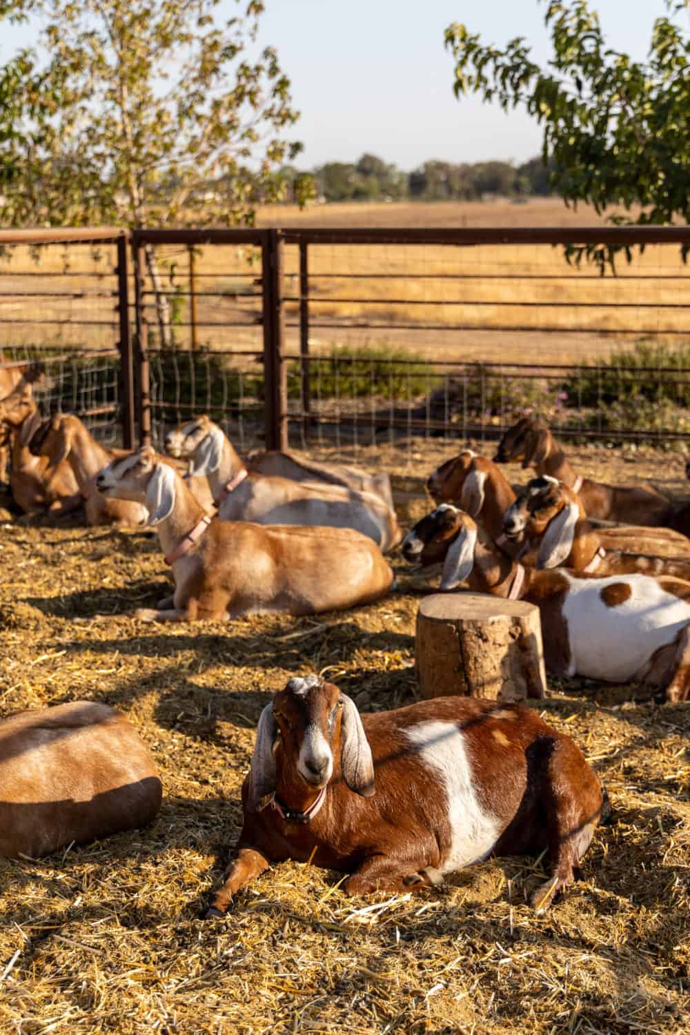 Goats at Rocky Mountain Creamery