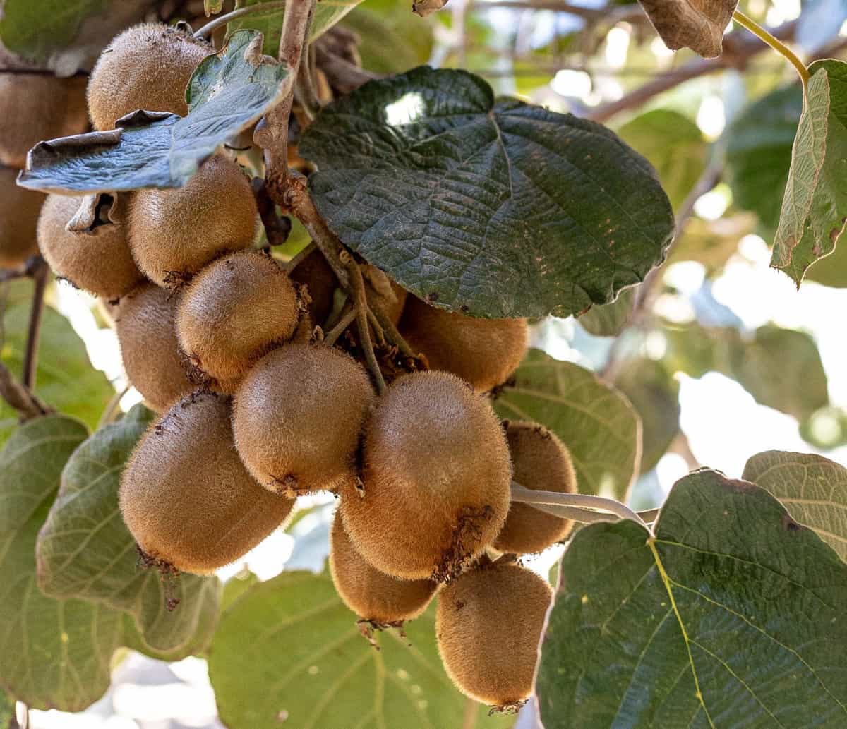 How to Grow Kiwifruit