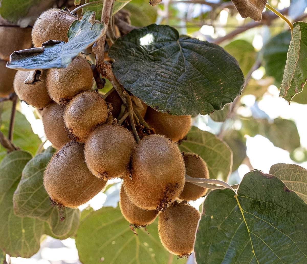 how are kiwi grown - kiwi hanging on the vine