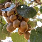 DO AVOCADOS GROW IN CALIFORNIA visual data 3