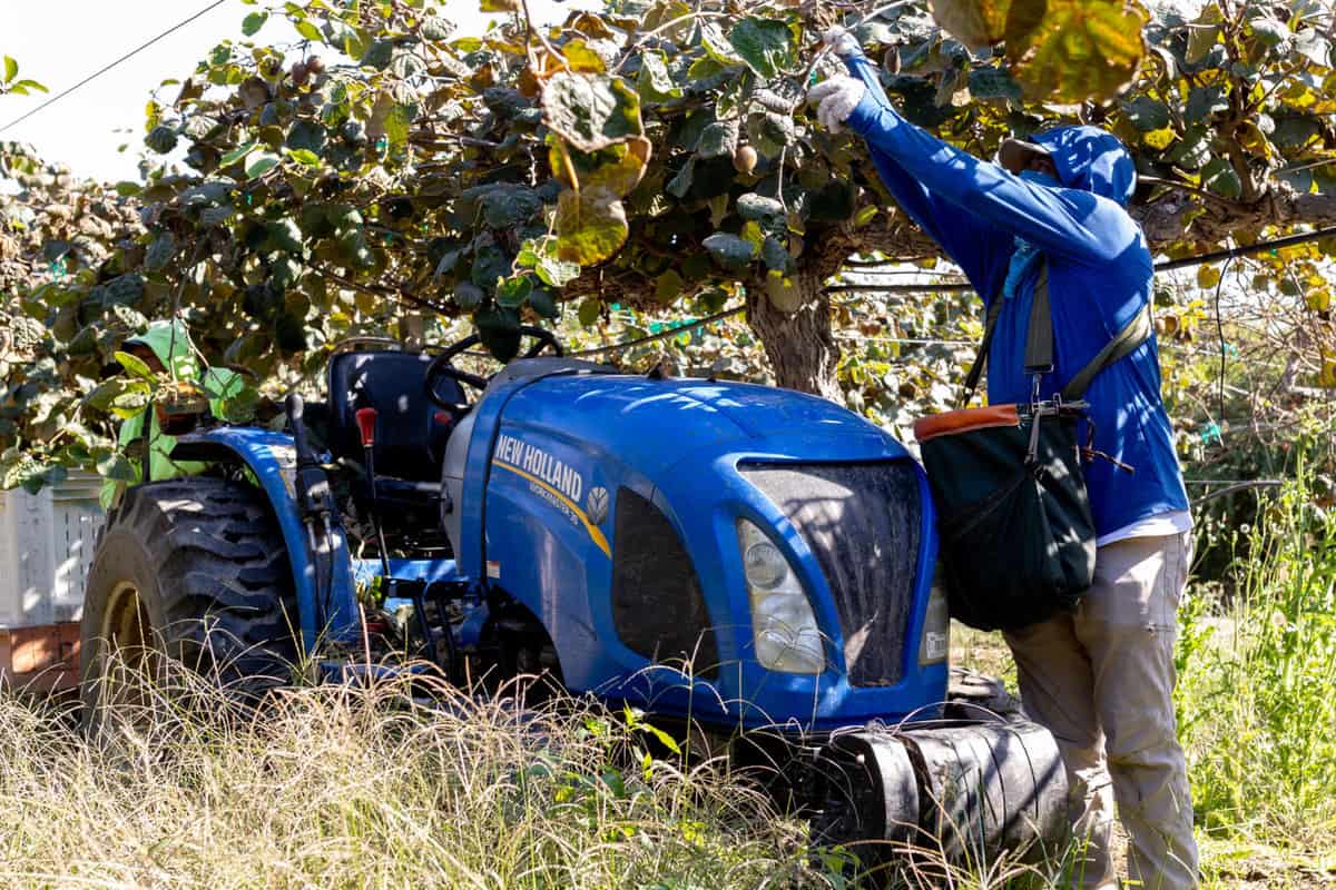 Farmworker harvesting kiwi in Madera, CA