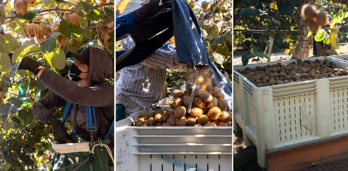 Kiwi harvest in Madera, CA