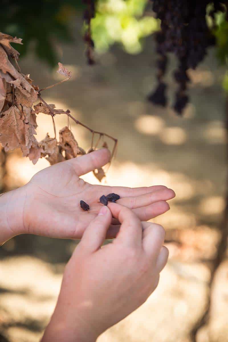 A woman holding dried on vine grapes in her hands.
