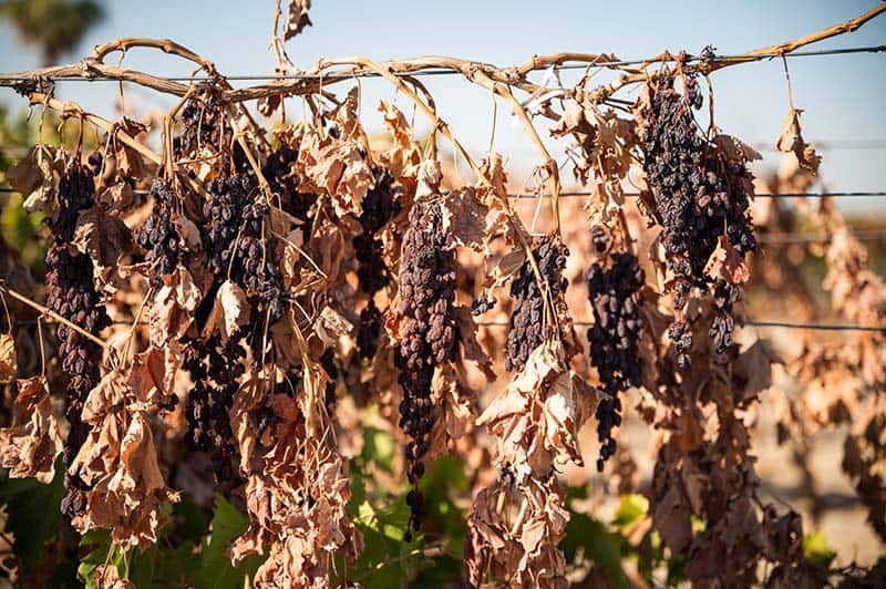 How Dried On The Vine Raisins Are Grown And Harvested California Grown