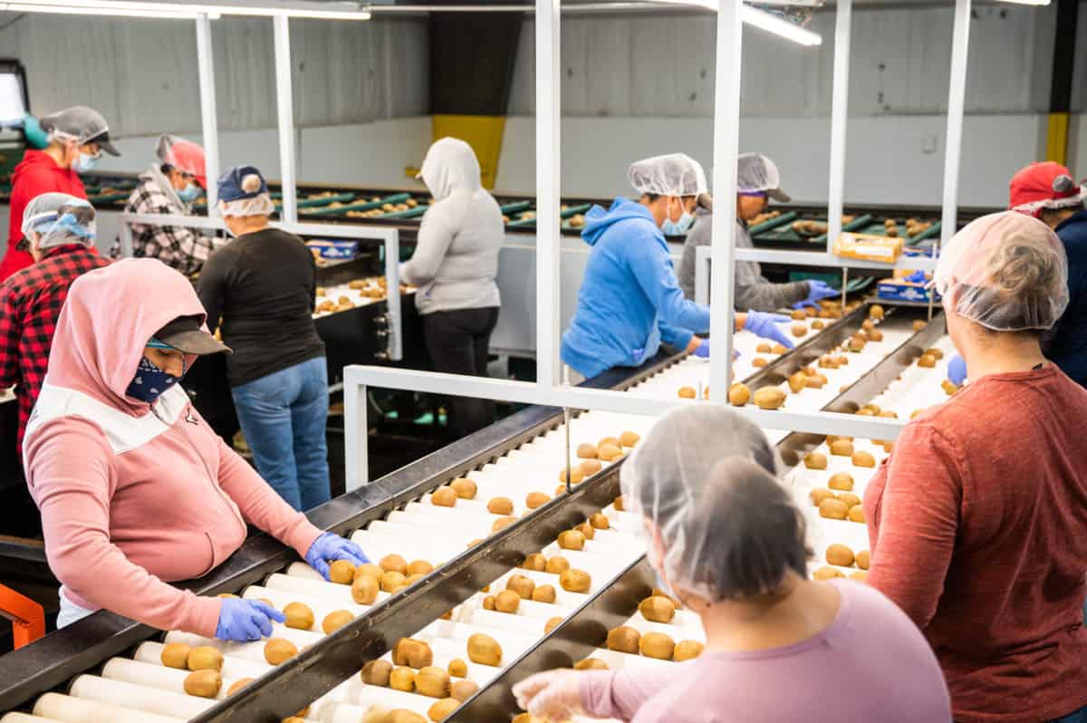 Team of packing house workers hand sorting kiwi at Catania West in Madera, C