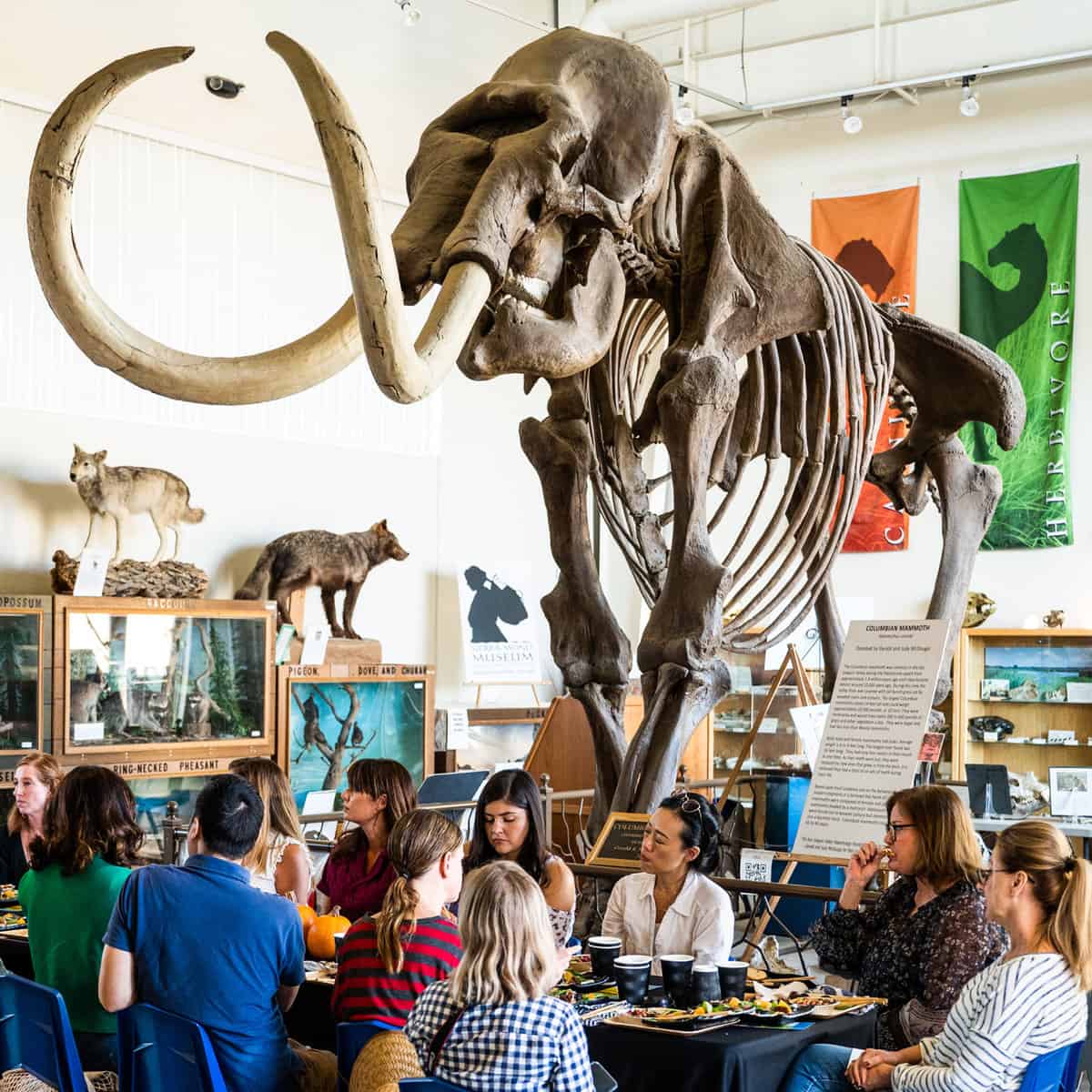 mammoth replica with CA GROWN influencers at Fossil Discovery Center