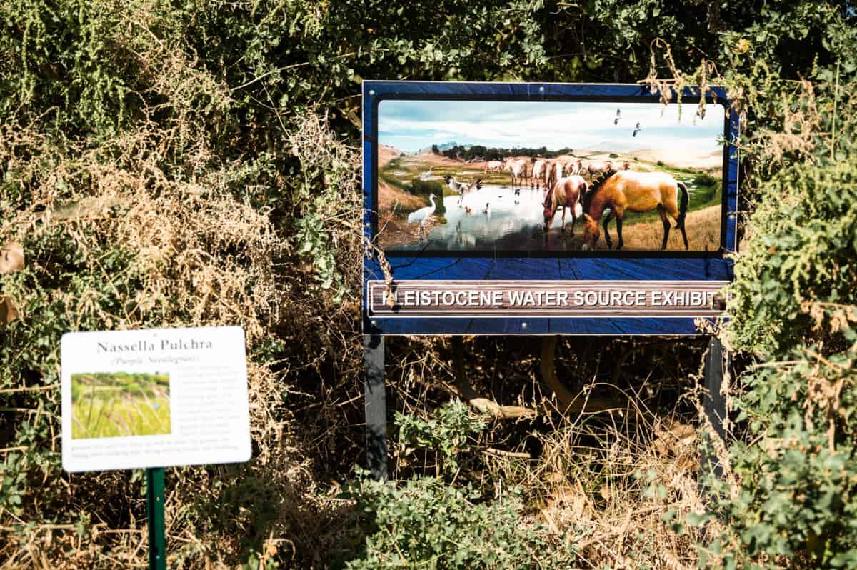 Pleistocene Pond at Fossil Discovery Center in Madera, CA