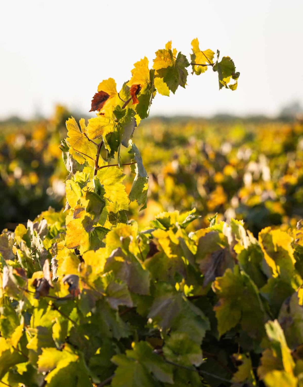 Grapevines at San Joaquin Winery