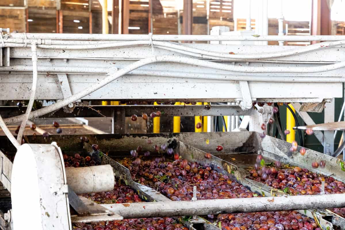 plums being washed before being dehydrated