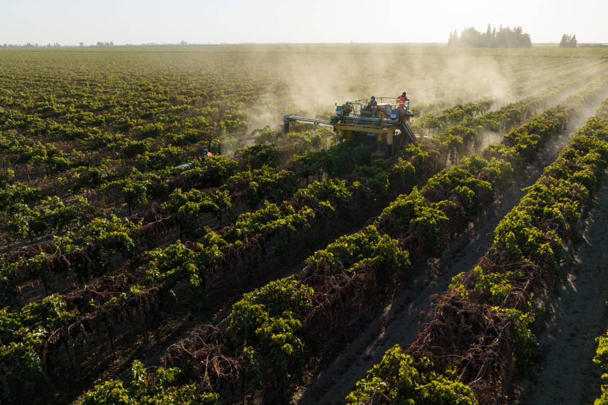 DOV Raisin Harvest