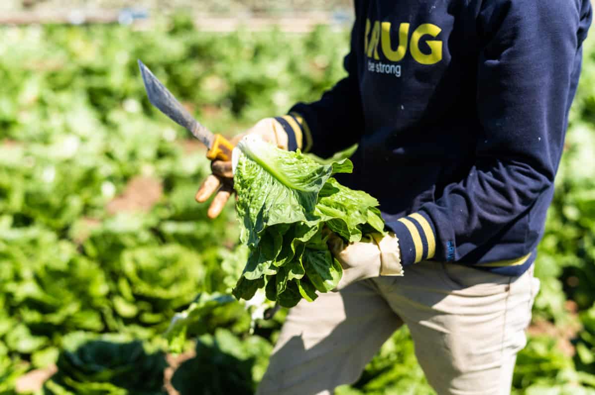 Lettuce being hand harvested in Monterey, CA