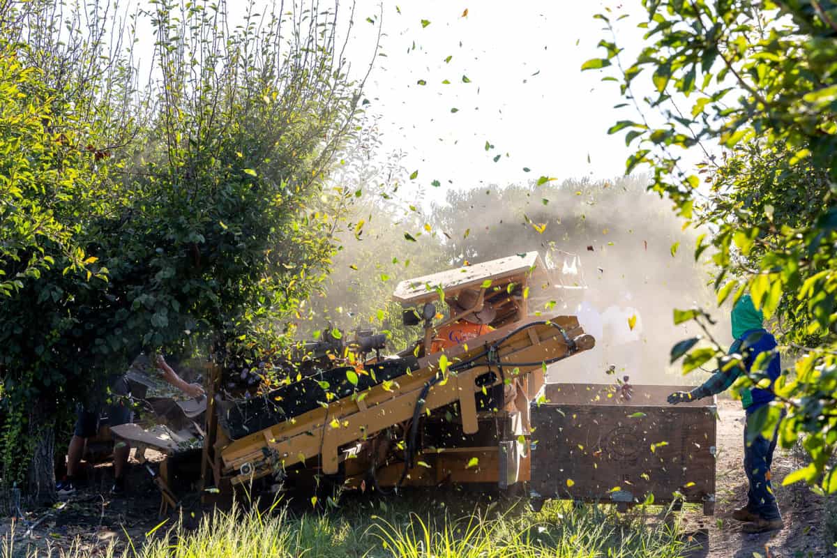 prunes are harvested mechanically