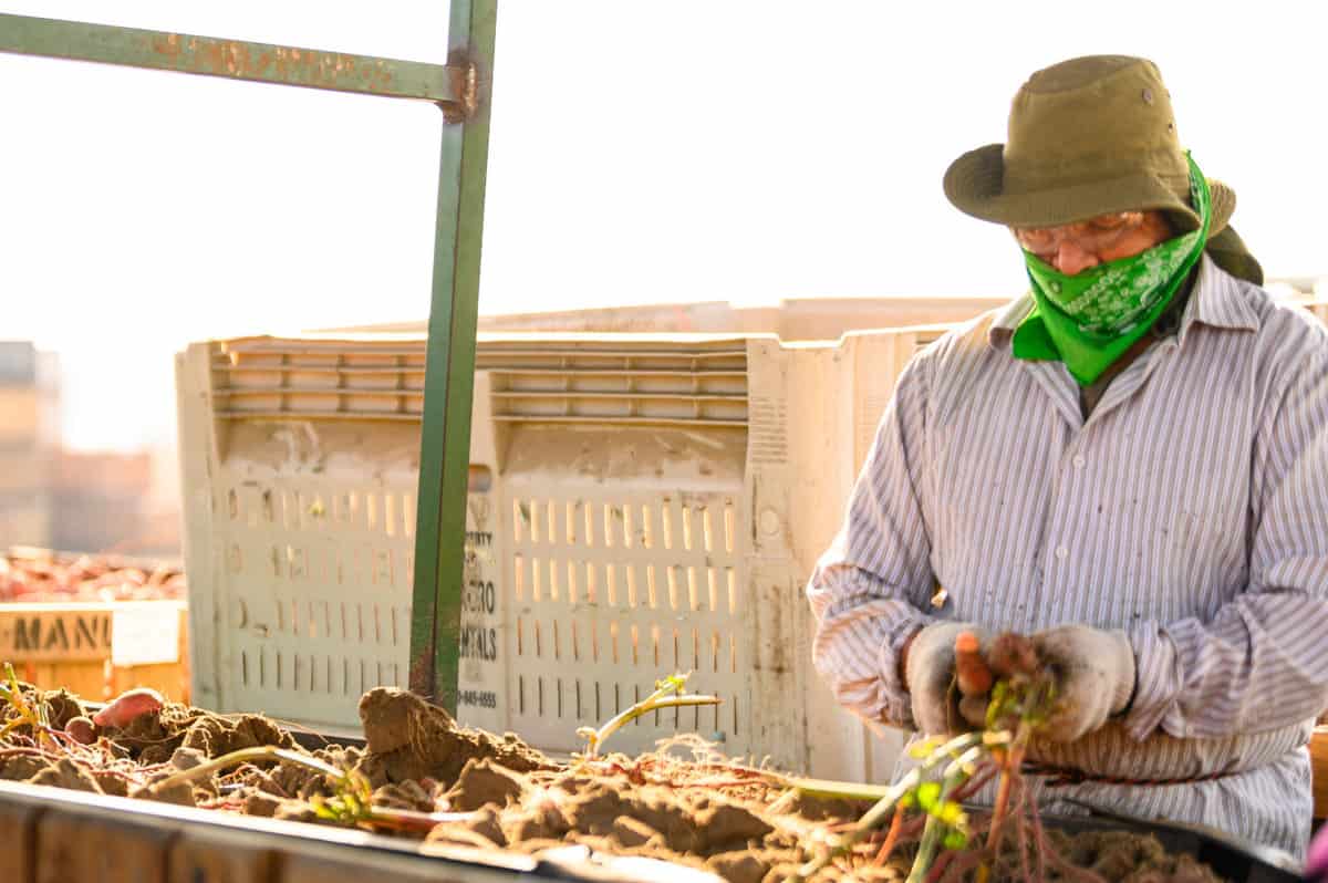 sweetpotatoes being sorted in the field