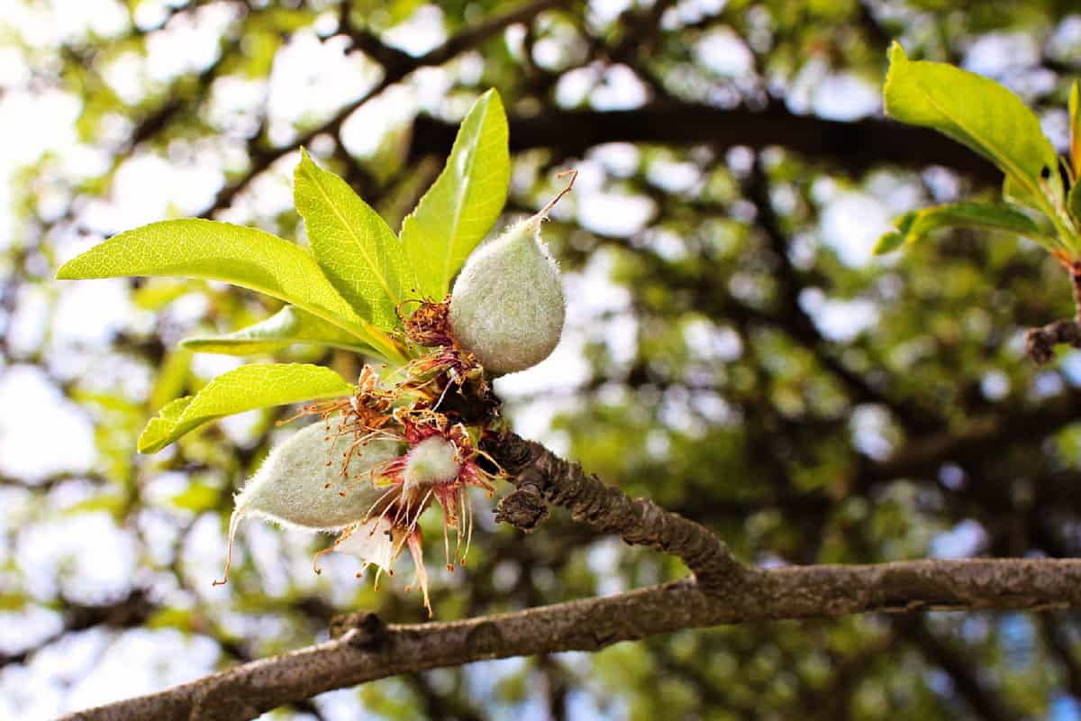 fruit set on plum trees