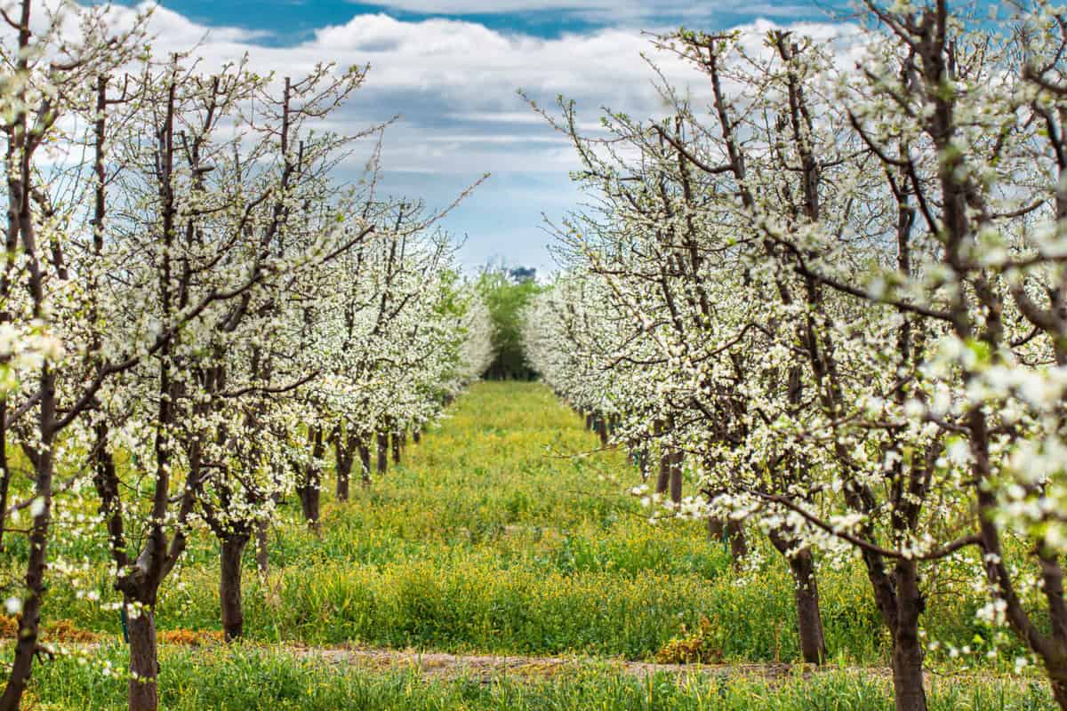 Prune bloom with cover crop in between the rows