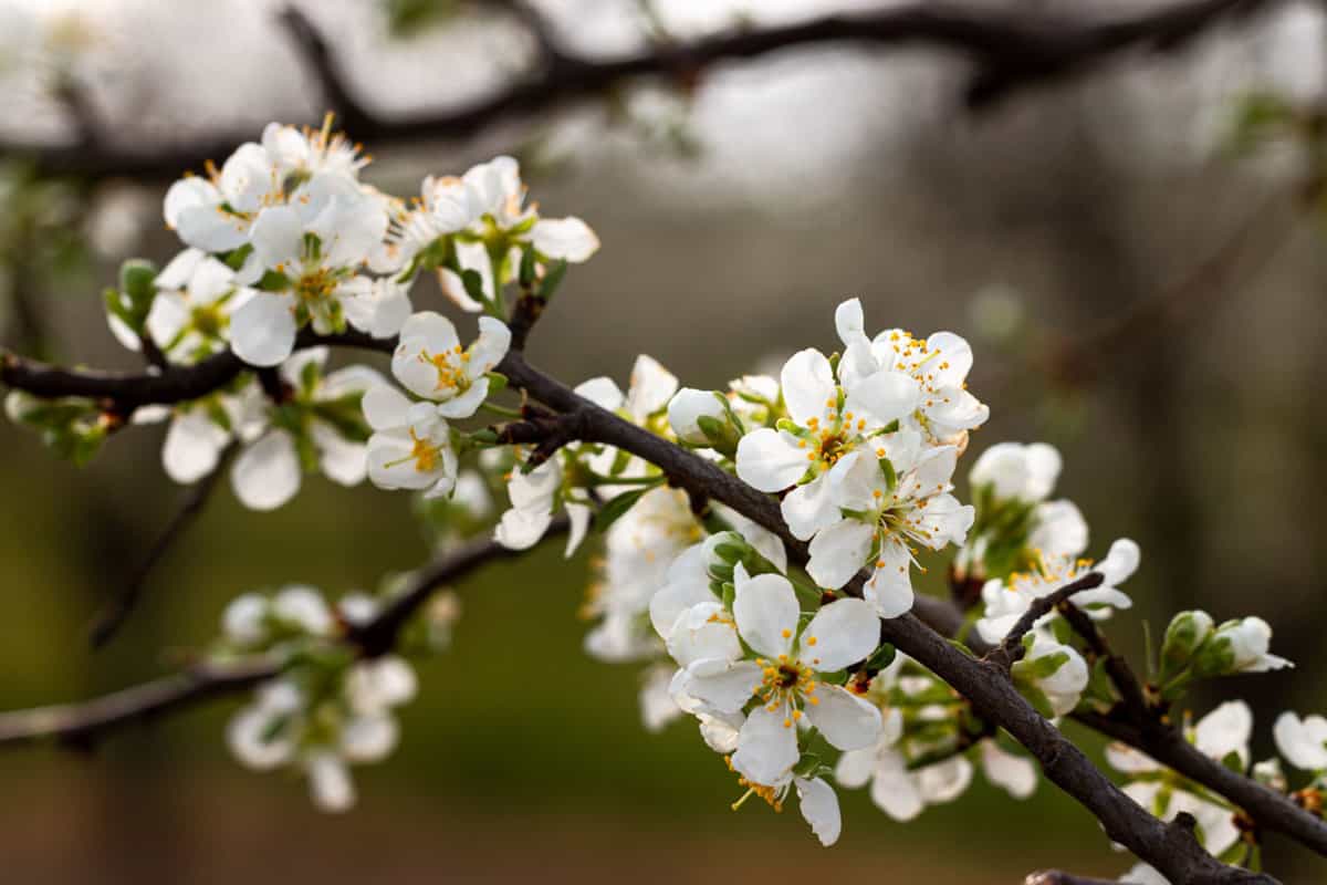 prune bloom - prunes are what fruit? prune flowers in a prune orchard