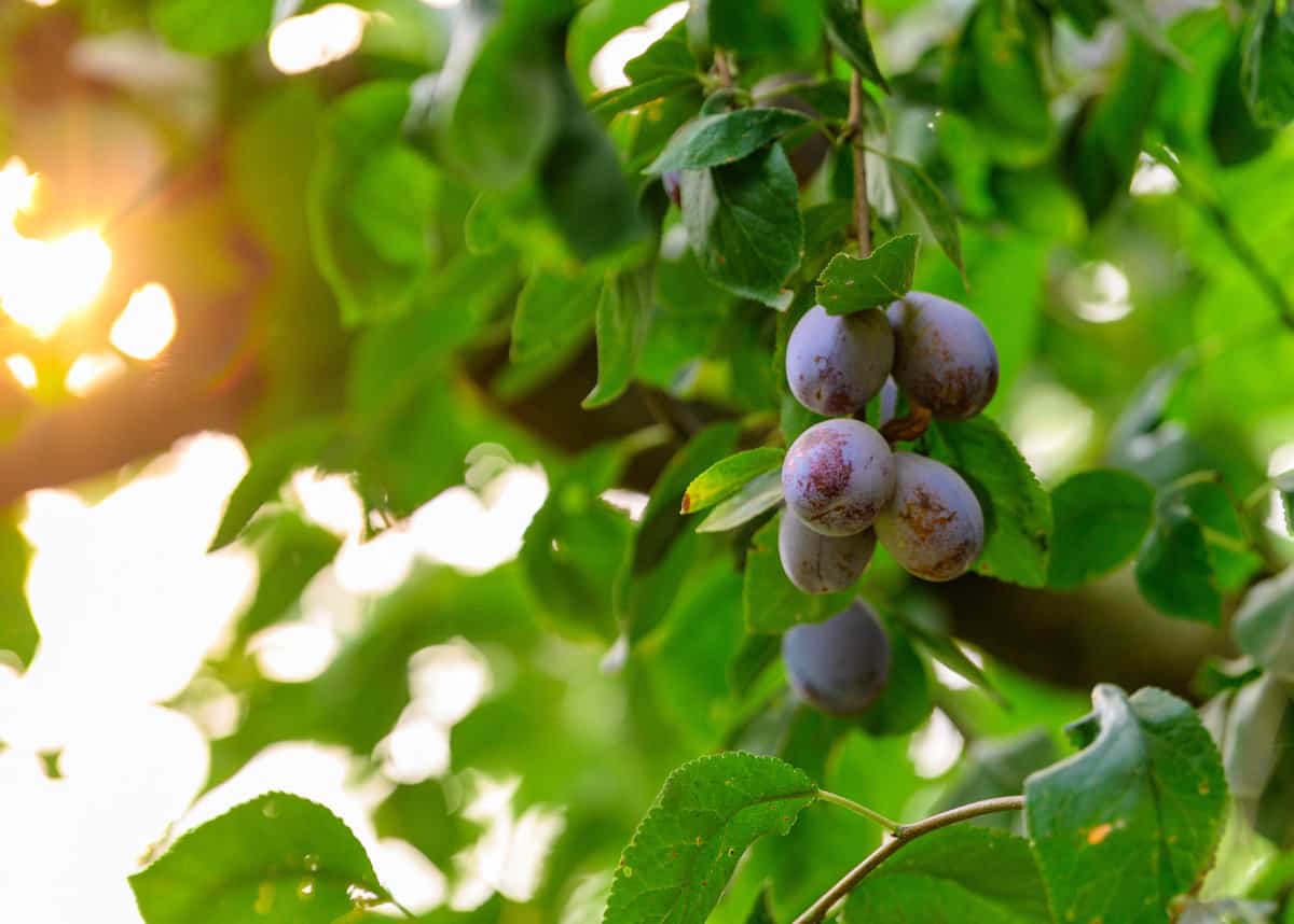 prunes are what fruit? they're plums! petit d'agen prunes in the sun