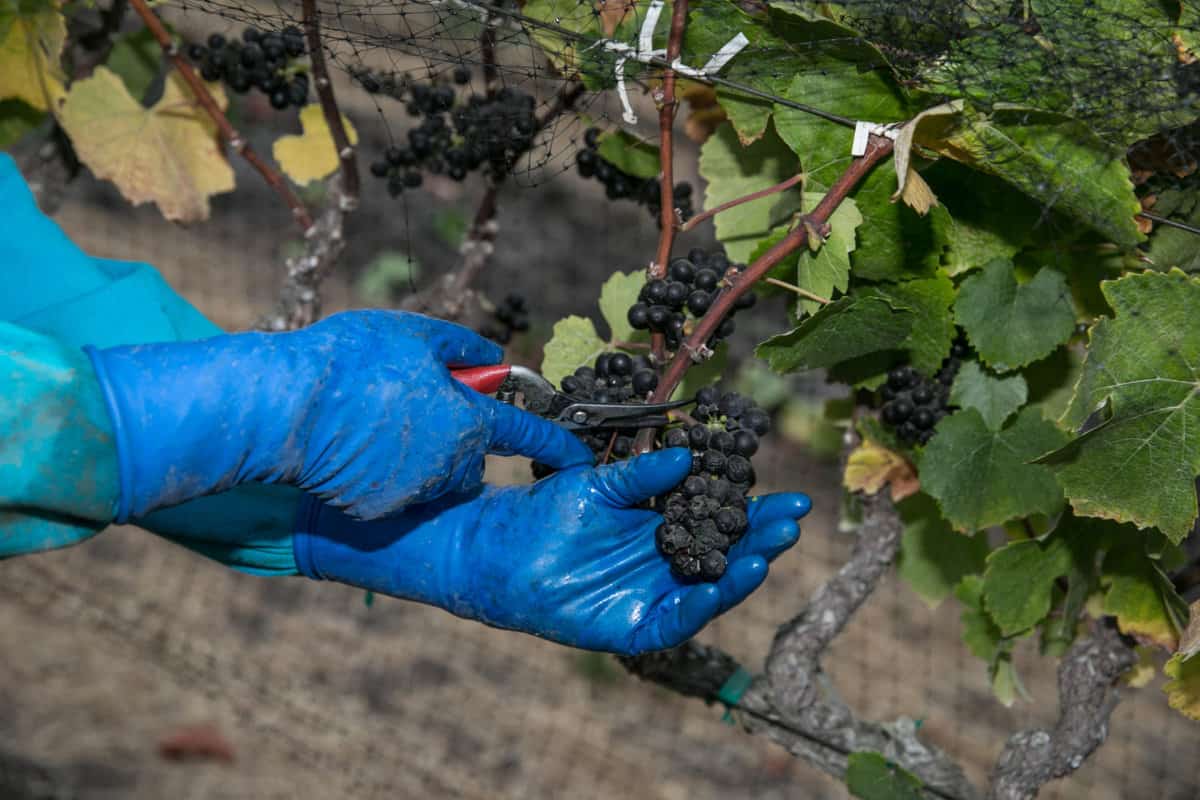 hand harvesting - how wine is made