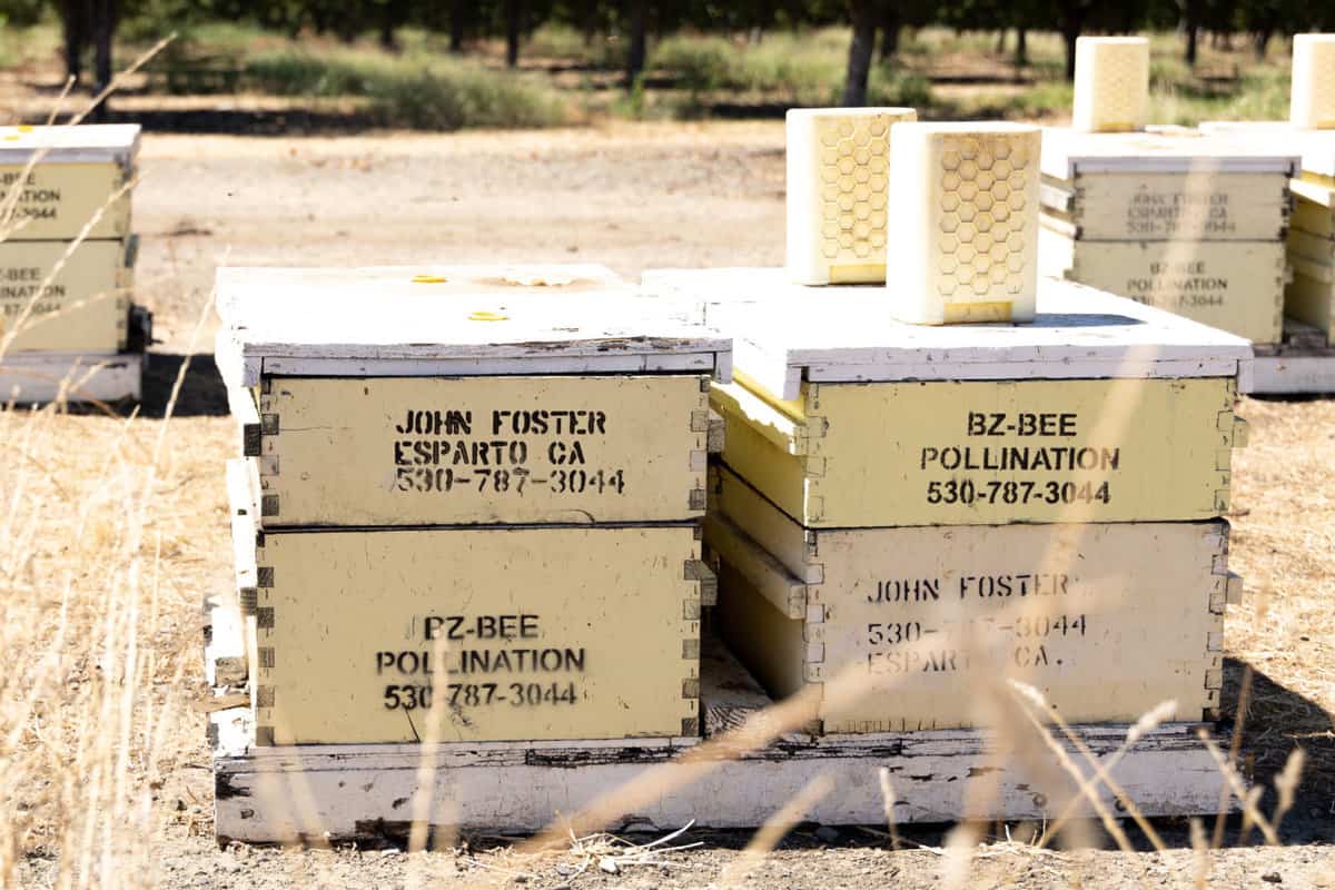how blueberries are grown - bee boxes are used to help increase yields