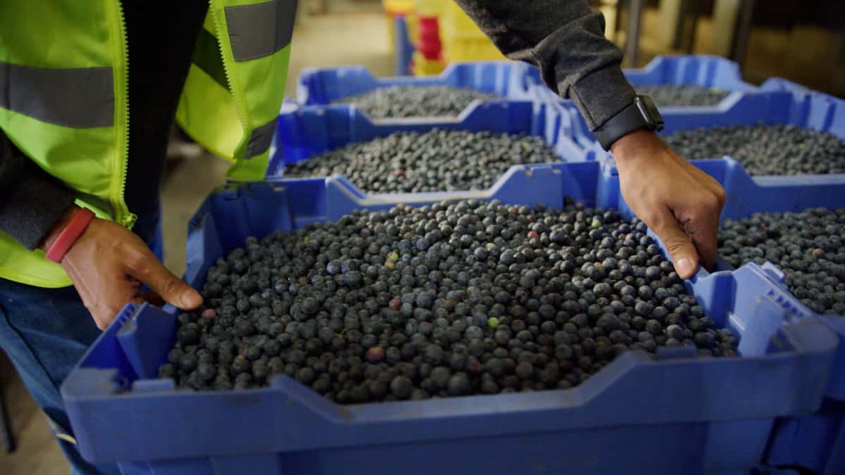 blueberry harvest - how blueberries are grown and harvested