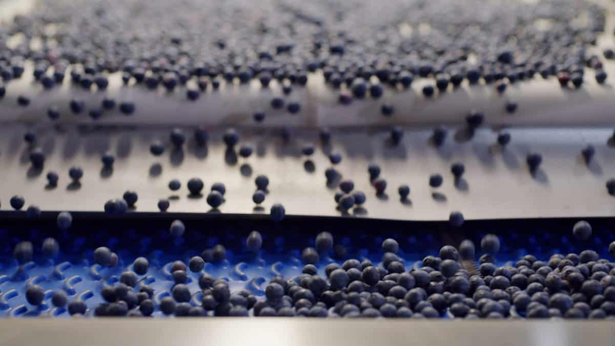 blueberries being sorted at a processing plant