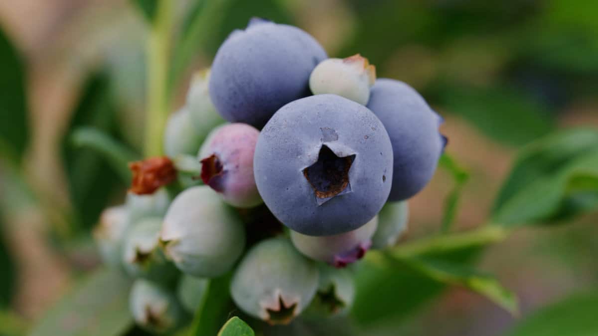 How blueberries are grown on a bush