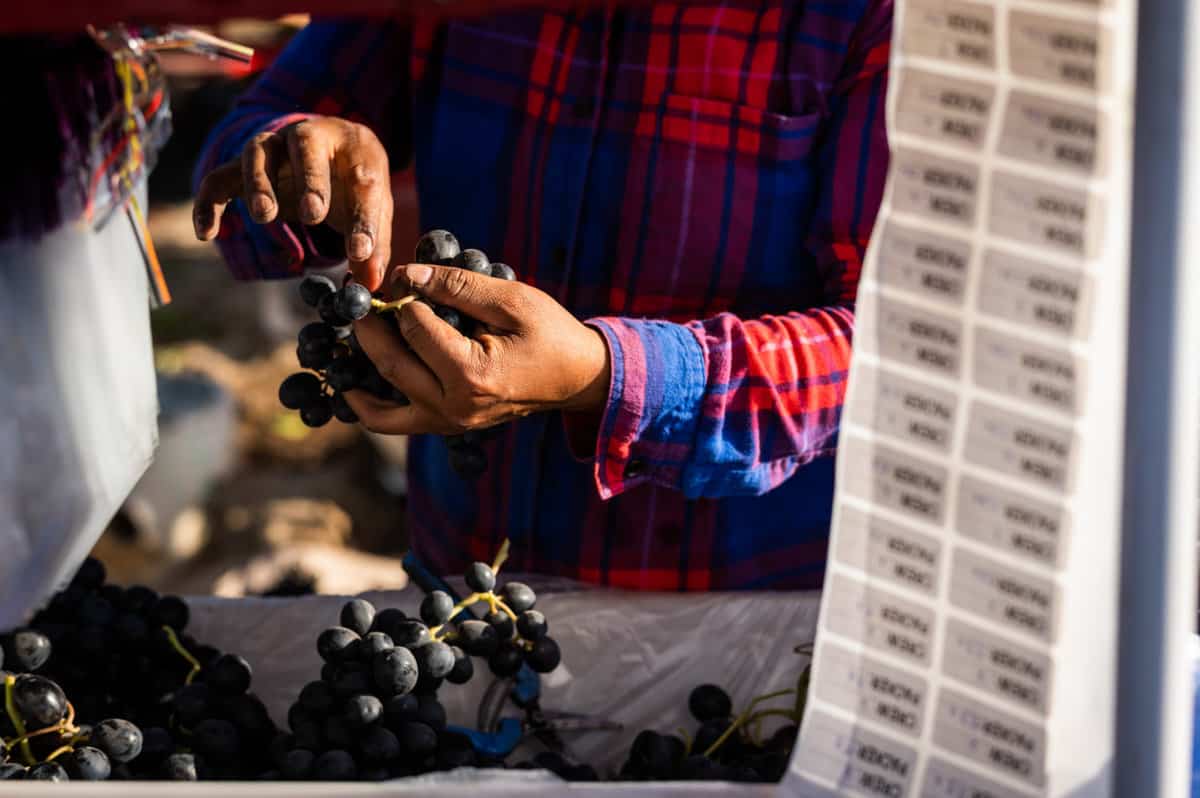 grapes are hand sorted in the field