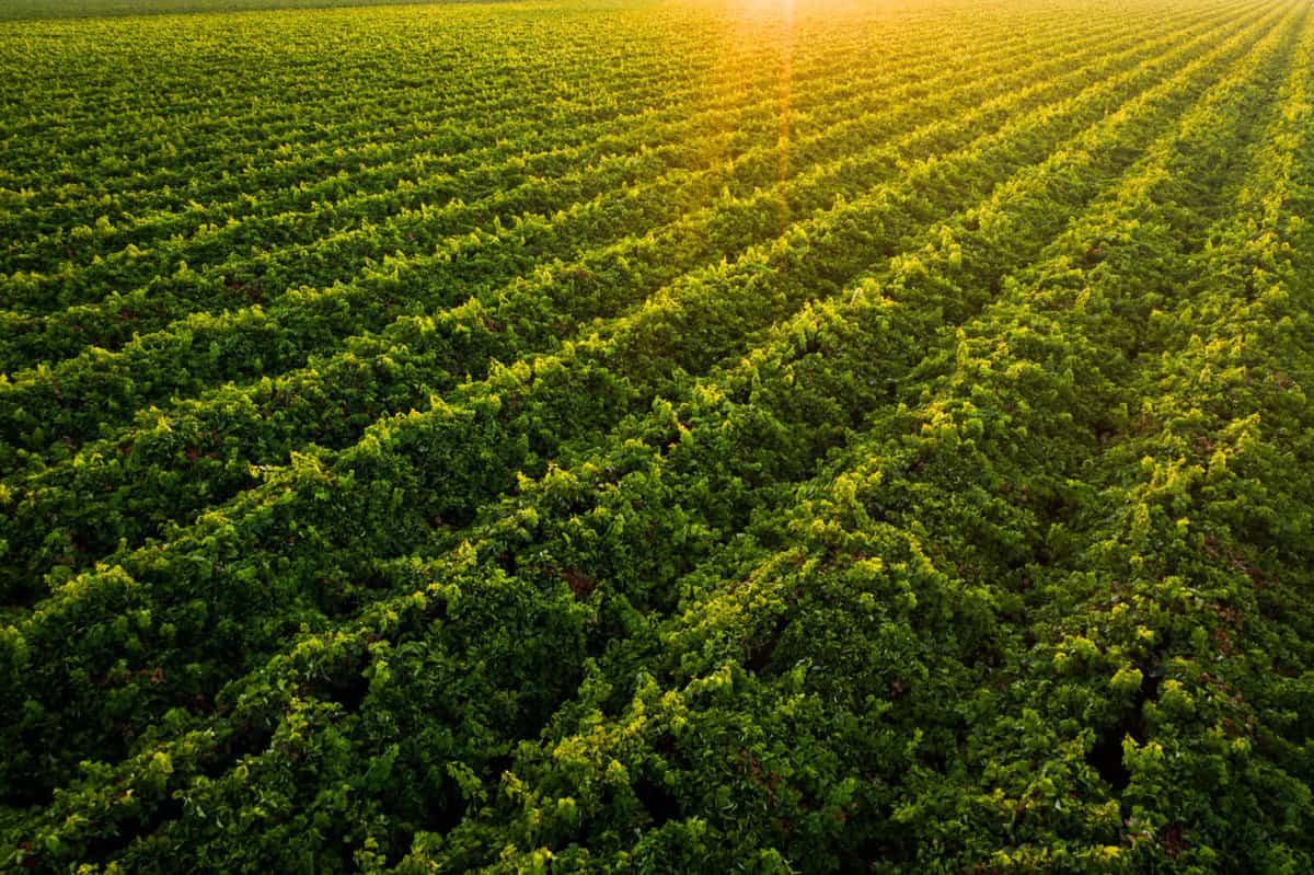 how wine is made. California's first vineyards were planted around 250 years ago!