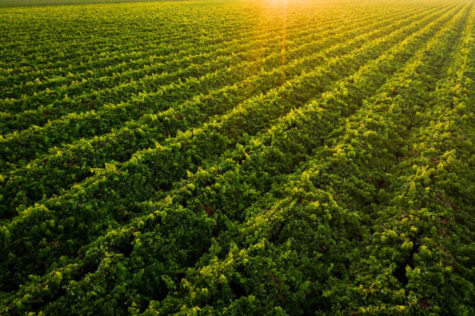 How Wine Is Made In California - California Grown